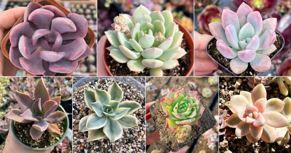 16 Top Graptoveria Varieties Everyone Loves - Sublime Succulents