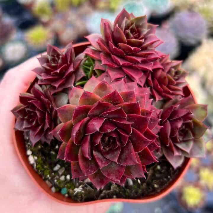 22 Beautiful Sempervivum Varieties for Your Garden