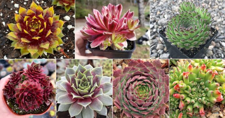 22 Beautiful Sempervivum Varieties for Your Garden