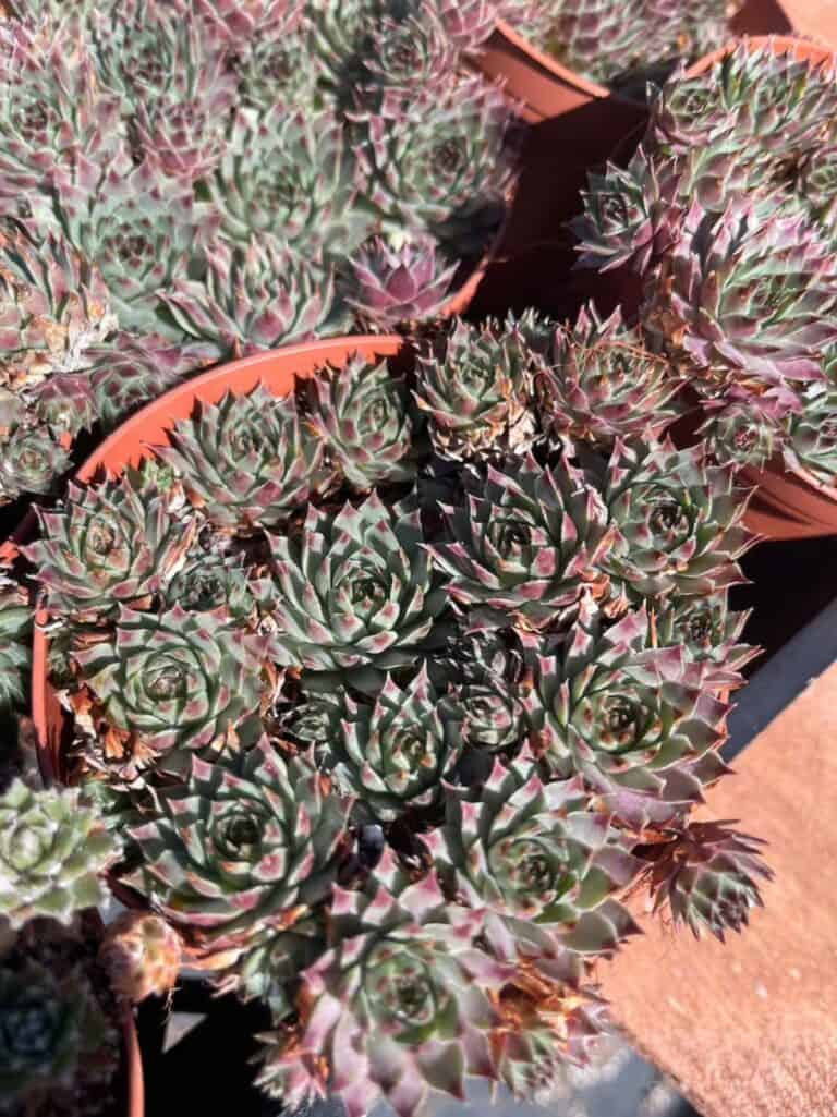 22 Beautiful Sempervivum Varieties for Your Garden