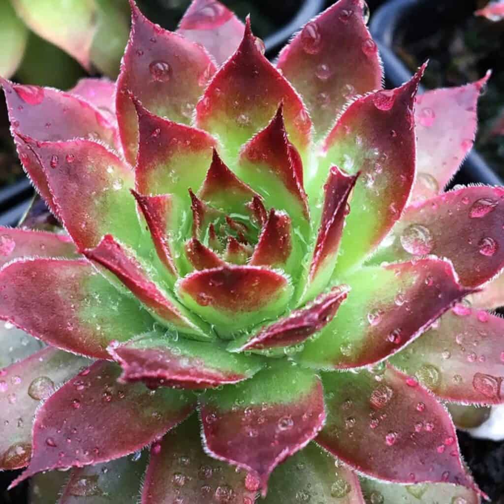 22 Beautiful Sempervivum Varieties for Your Garden