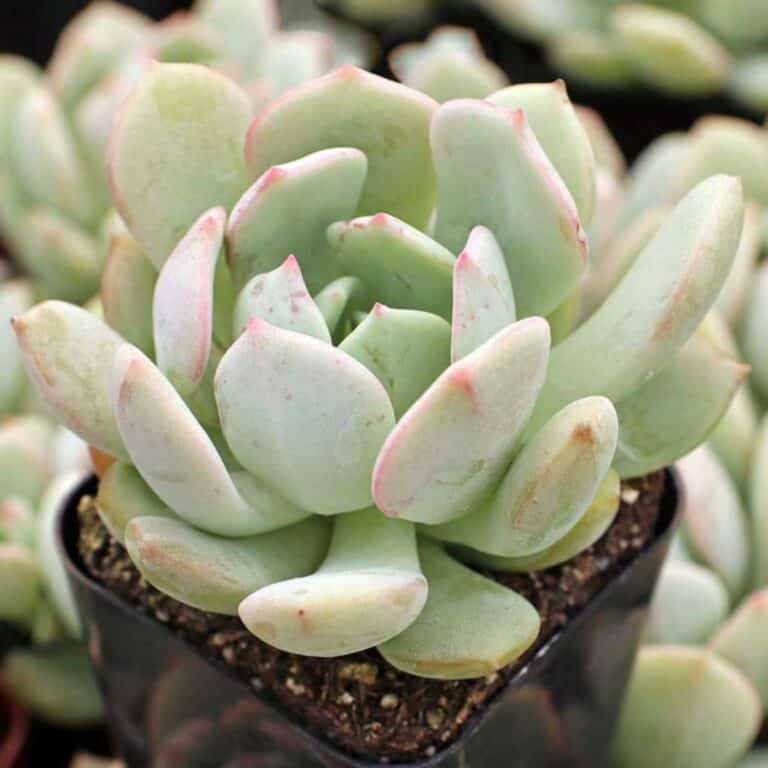 16 Top Graptoveria Varieties Everyone Loves - Sublime Succulents