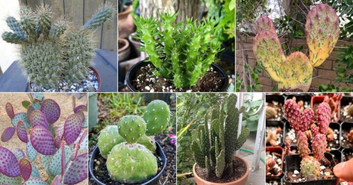 20 Types of Opuntias and Prickly Pears (Edible Succulents) - Sublime ...