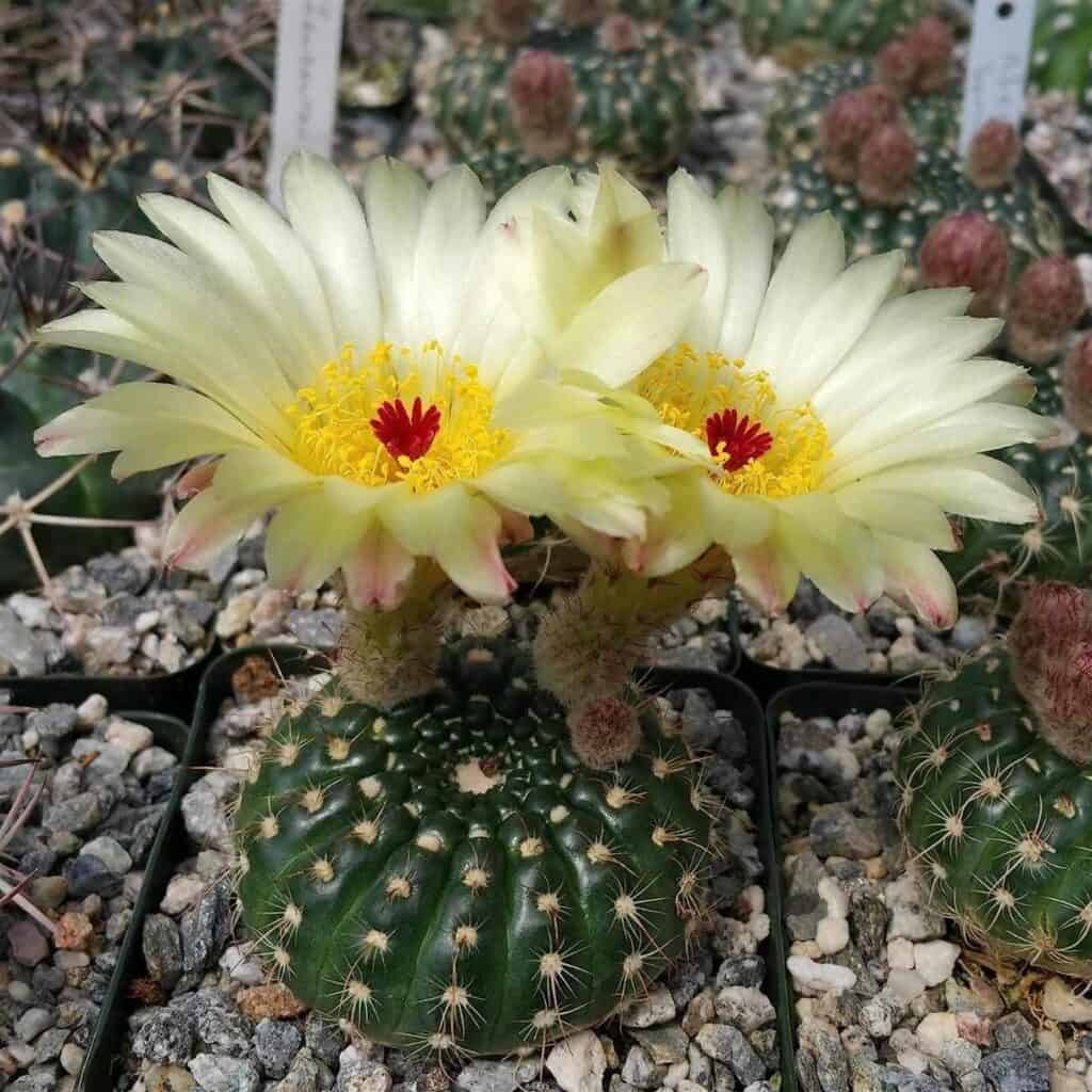 15 Notocati (or Parodia) Varieties That Are Easy to Grow - Sublime ...