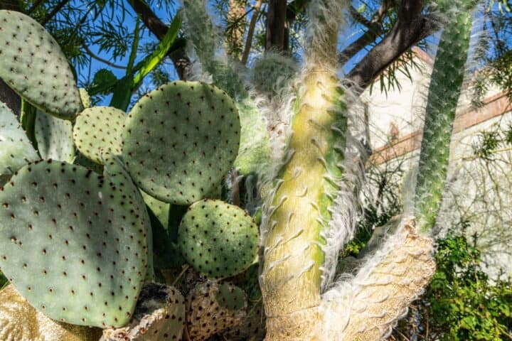 20 Types of Opuntias and Prickly Pears (Edible Succulents) - Sublime ...